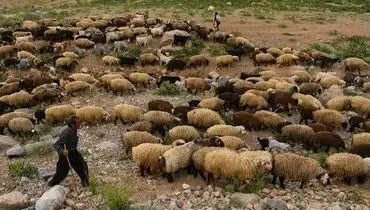 دام عشایر بر اثر خشکسالی درحال از بین رفتن است