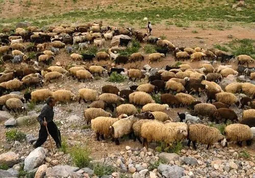 کوچ عشایر ایل «قره داغ» آذربایجان/ گزارش تصویری