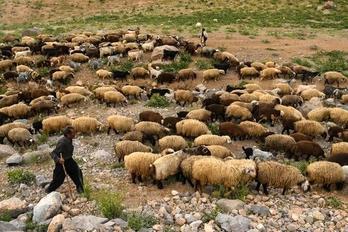 دام عشایر بر اثر خشکسالی درحال از بین رفتن است