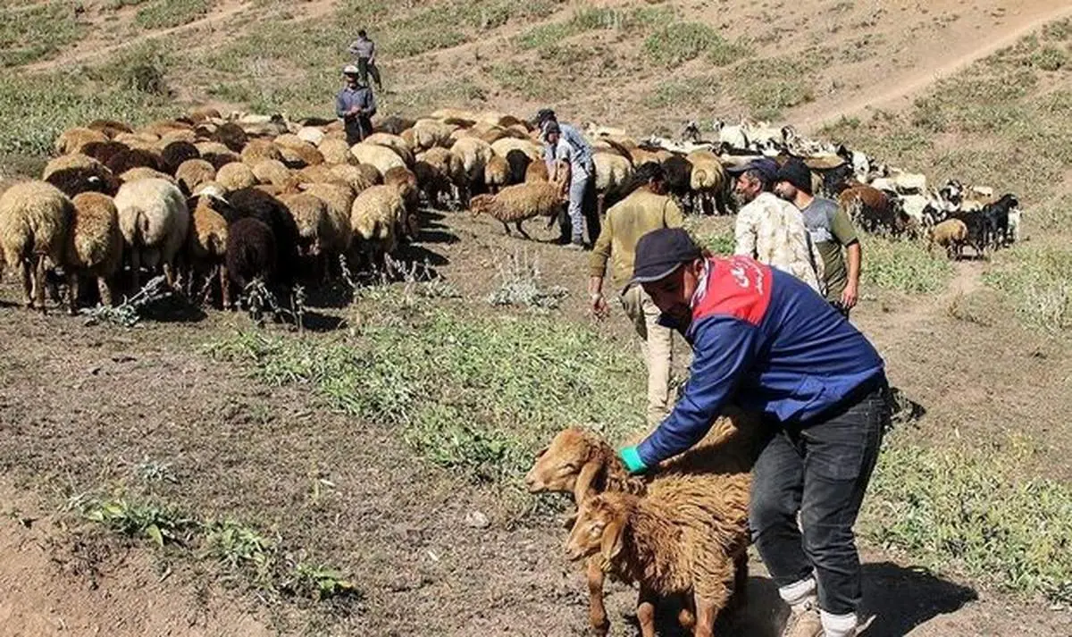 قیمت دام زنده در عید قربان ۱۴۰۰ چقدر است؟
