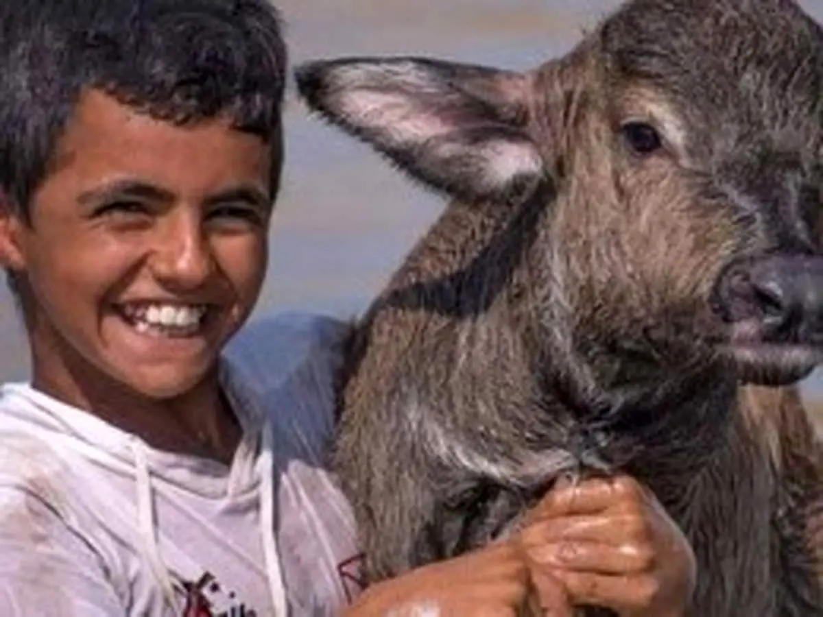 شادی نوجوان خوزستانی از رسیدن آب به گاومیش‌ها + فیلم
