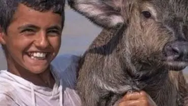 شادی نوجوان خوزستانی از رسیدن آب به گاومیش‌ها + فیلم