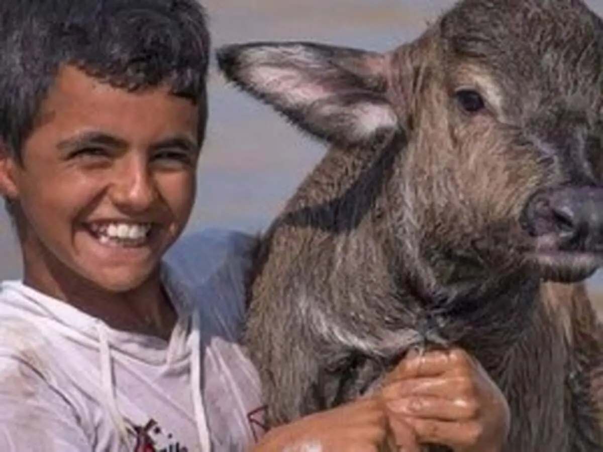 شادی نوجوان خوزستانی از رسیدن آب به گاومیش‌ها + فیلم