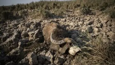 بازداشت چند نفر در خوزستان