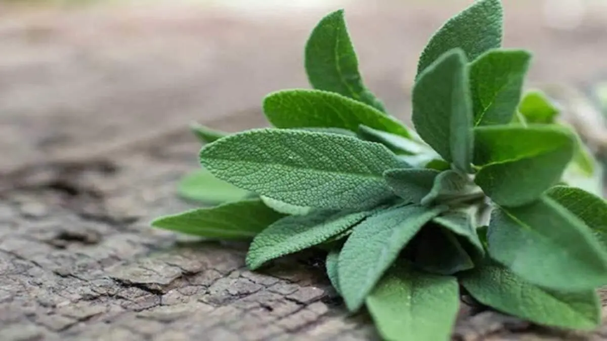 خواص مریم گلی برای تسکین درد و سفیدی دندان