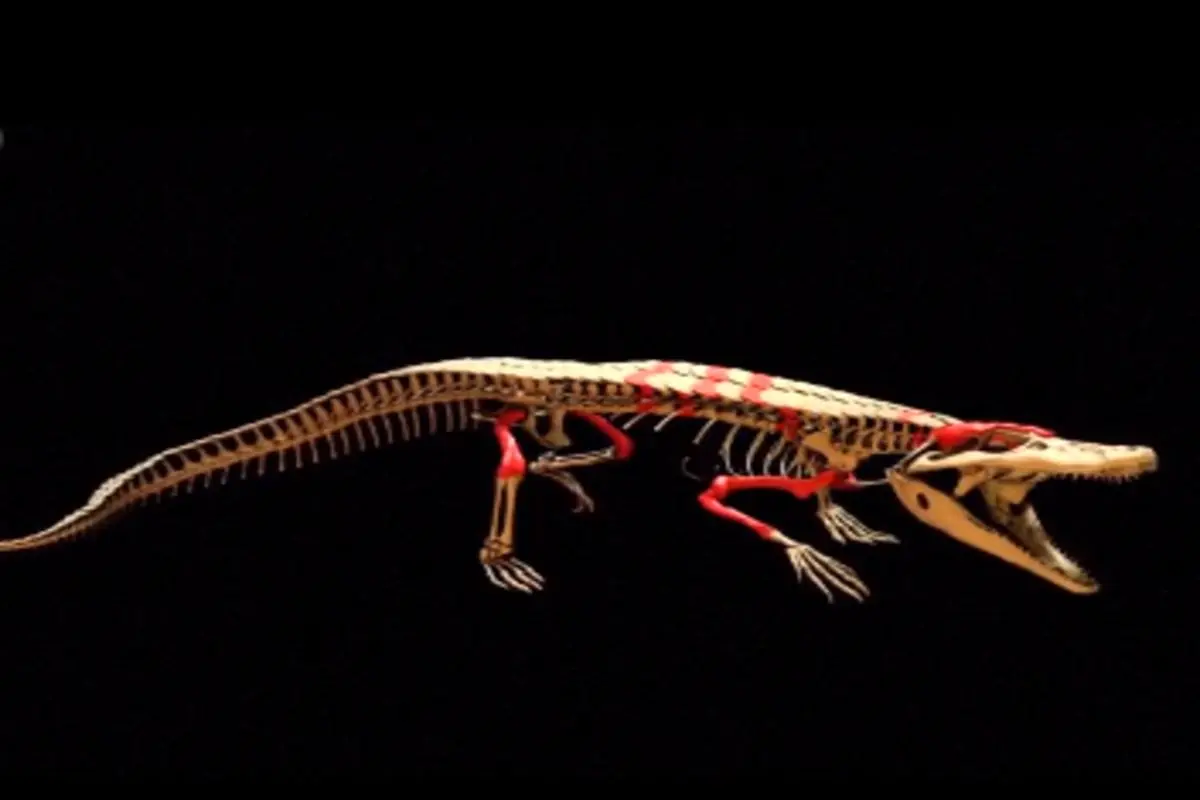 کشف فسیل ۱۵۰ میلیون ساله کروکودیل در شیلی + فیلم