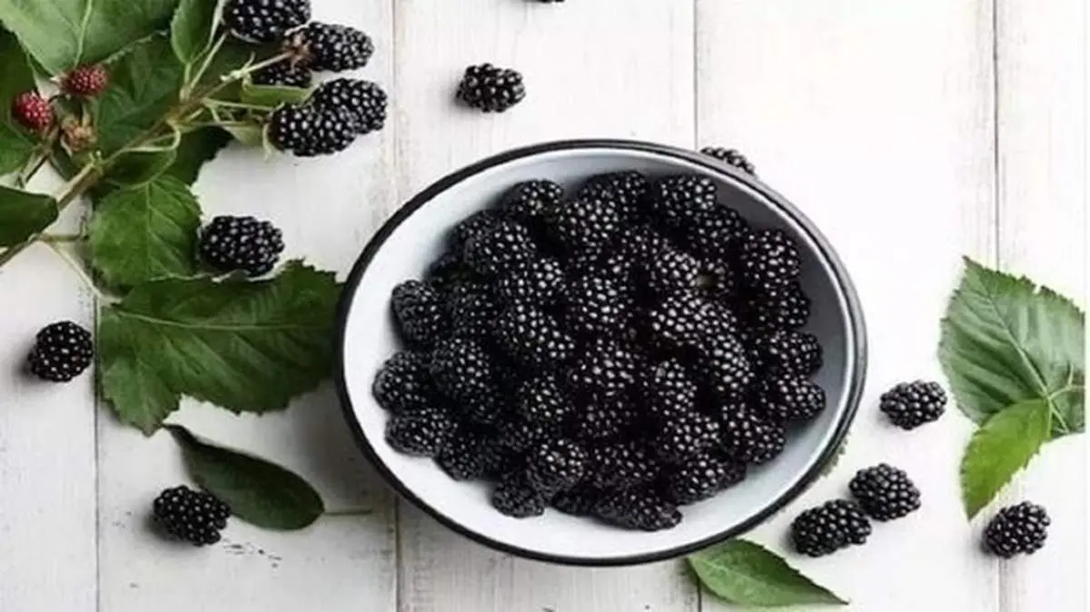۵ خوراکی سیاه که باید در رژیم غذایی خود بگنجانیم