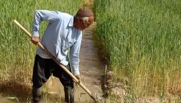 وزیر جهاد کشاورزی: وام کشاورزان خوزستان به مدت سه سال استمهال می‌‍شود