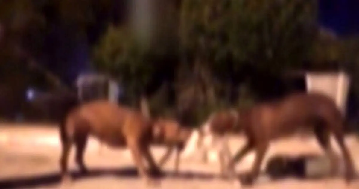 فیلم بی رحمانه ترین گربه کشی توسط سگ های جوان آبادانی + واکنش پلیس