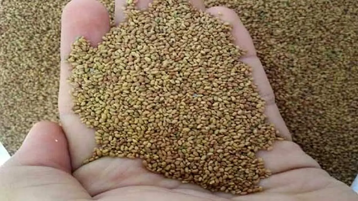 مجری تلویزیون: دام‌ها مقصرند که نمی‌توانند در گمرک علوفه بخورند! + فیلم