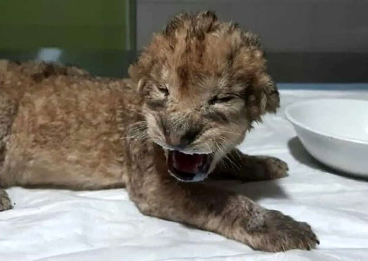 این توله شیر، محصول تلقیح مصنوعی است! +فیلم و عکس