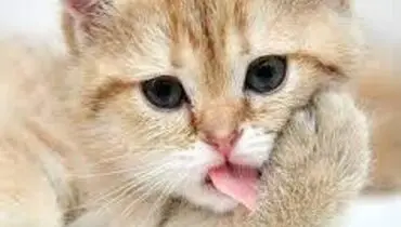 ویدیویی جذاب و خنده‌دار از شکموترین گربه جهان
