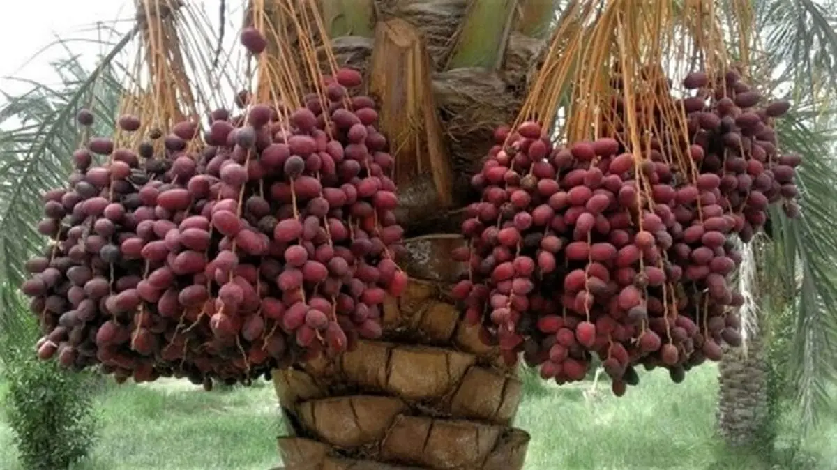عوارض مصرف بی‌ رویه خرما