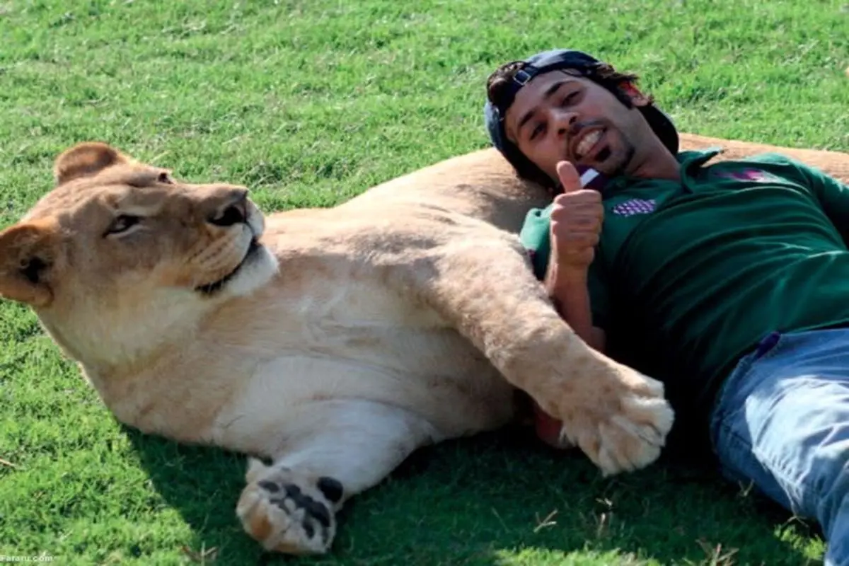 دوستی عجیب مرد اماراتی با حیوانات وحشی + فیلم