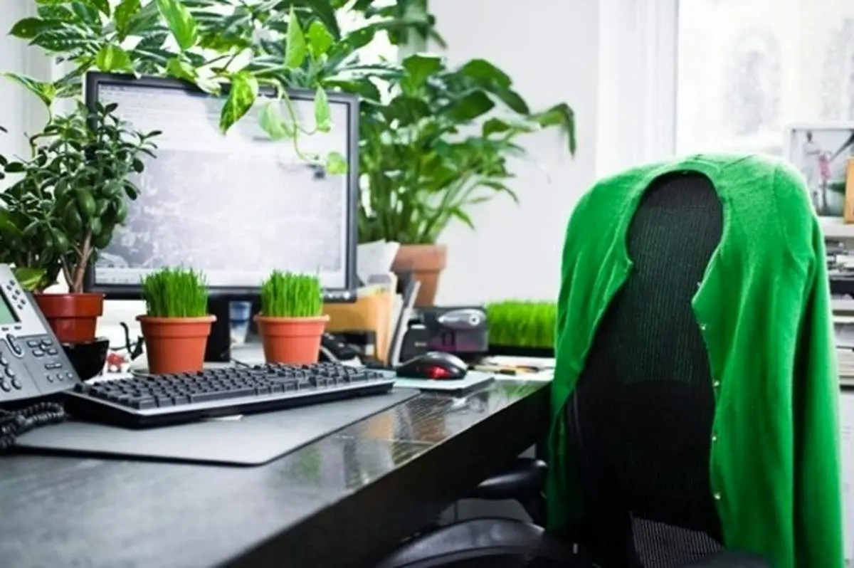 کاربرد گیاهان آپارتمانی تزیینی در منزل و محل کار