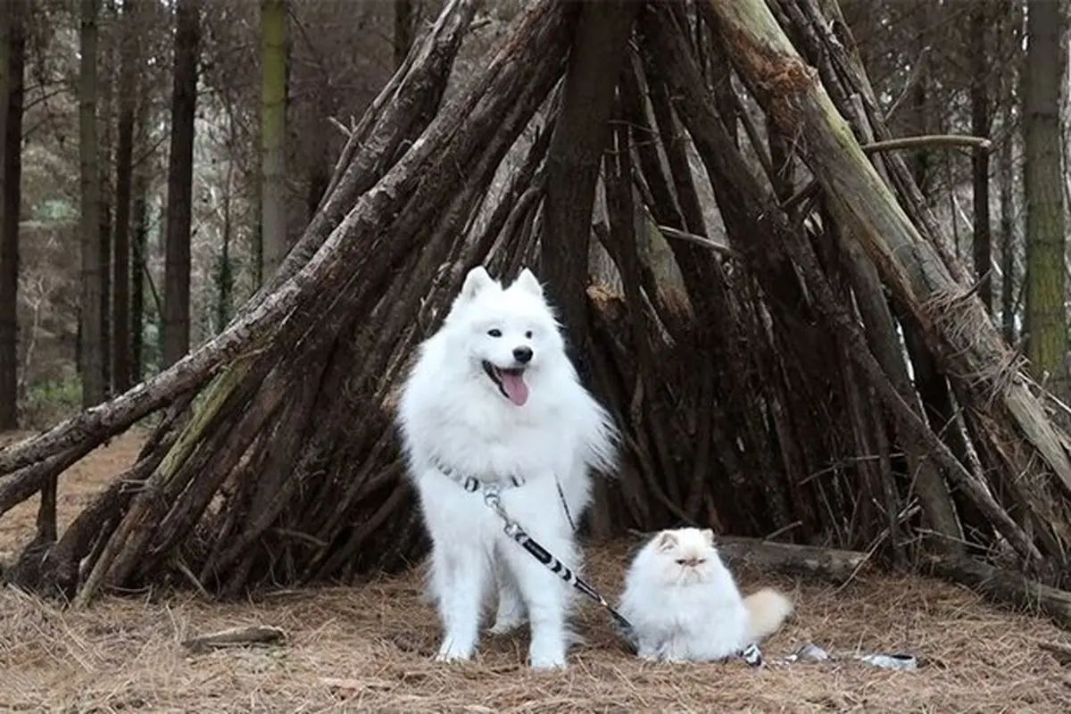 بازی خنده‌دار و تماشایی یک سگ و گربه سفید و زیبا در میان برف! + فیلم