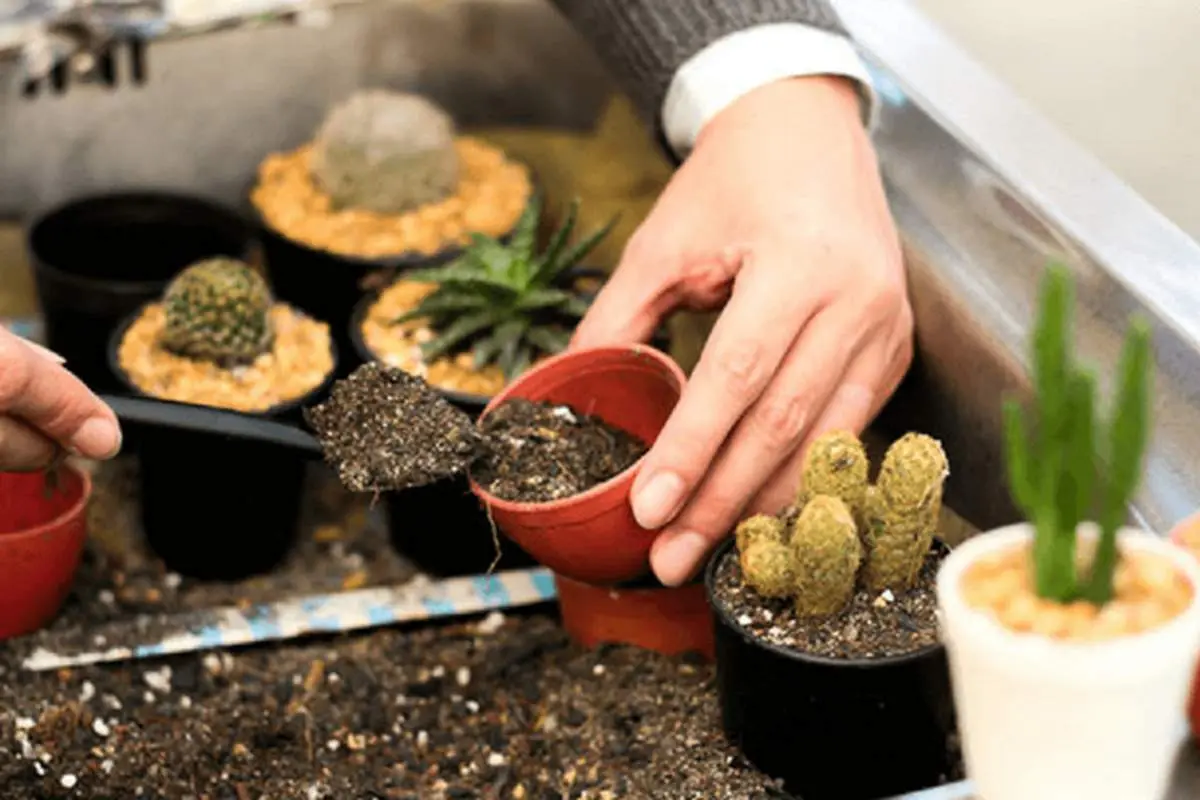 بهترین خاک برای کاکتوس چیست؟