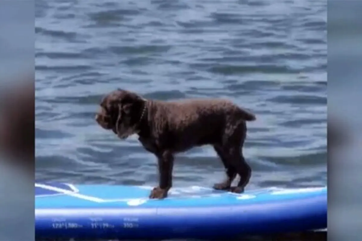 راهکار یک سگ برای تزریق هیجان به زندگی؛ موج‌سواری روزانه! + فیلم