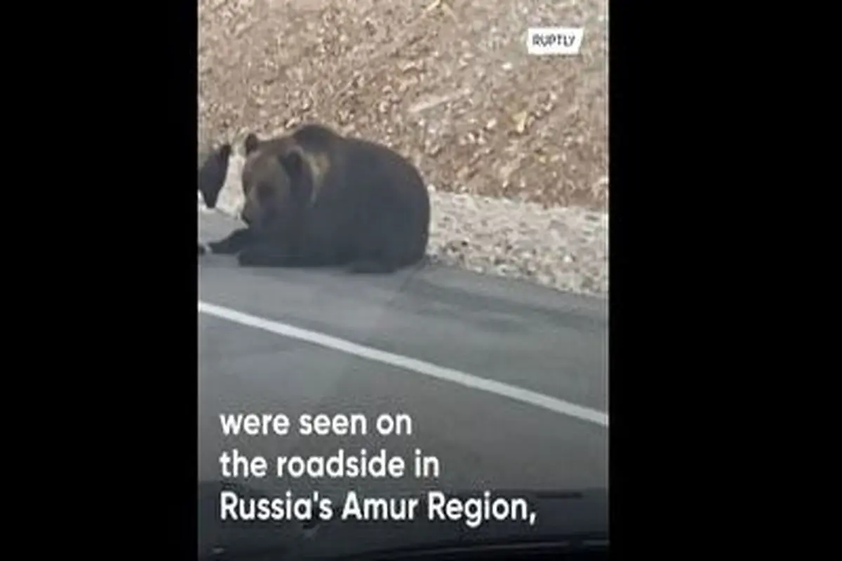 باج‌گیری خرس‌ها از رانندگان در جاده! + فیلم