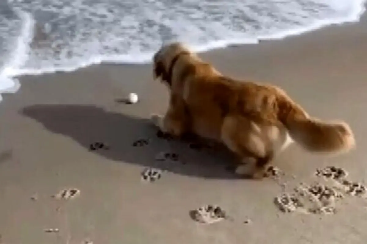 تلاش جالب و تحسین‌برانگیز یک سگ برای پس گرفتن توپش از دریا + فیلم