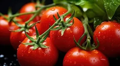 اشتباه رایج در نگهداری گوجه‌فرنگی؛ چرا نباید آن را داخل یخچال گذاشت؟