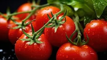 اشتباه رایج در نگهداری گوجه‌فرنگی؛ چرا نباید آن را داخل یخچال گذاشت؟