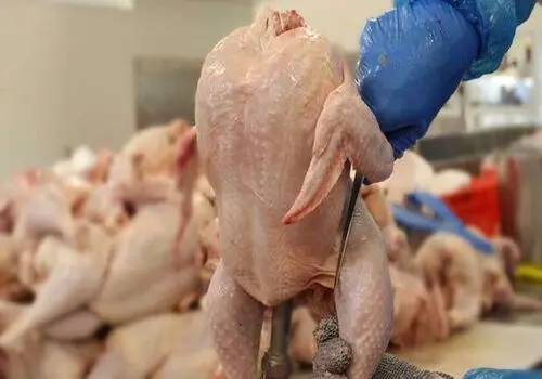 افزایش قیمت مرغ و تخم مرغ ادامه دارد