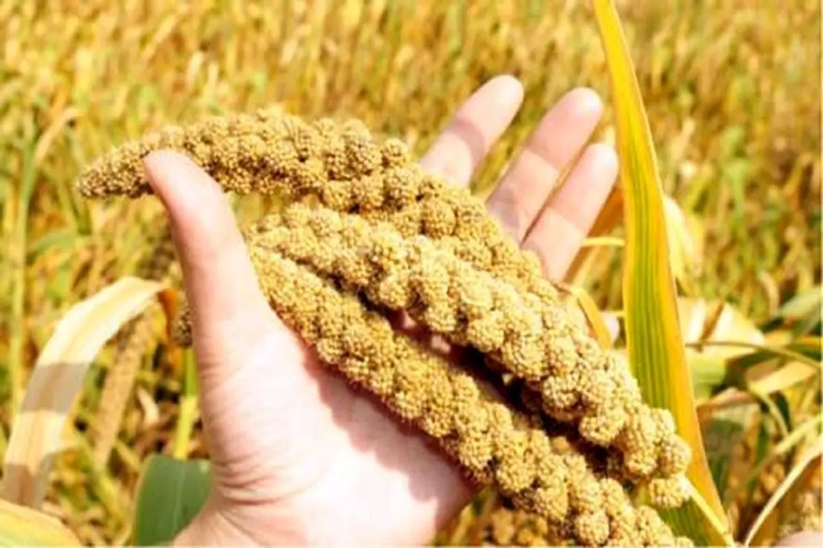 دانه پرفایده برای دیابتیها!
