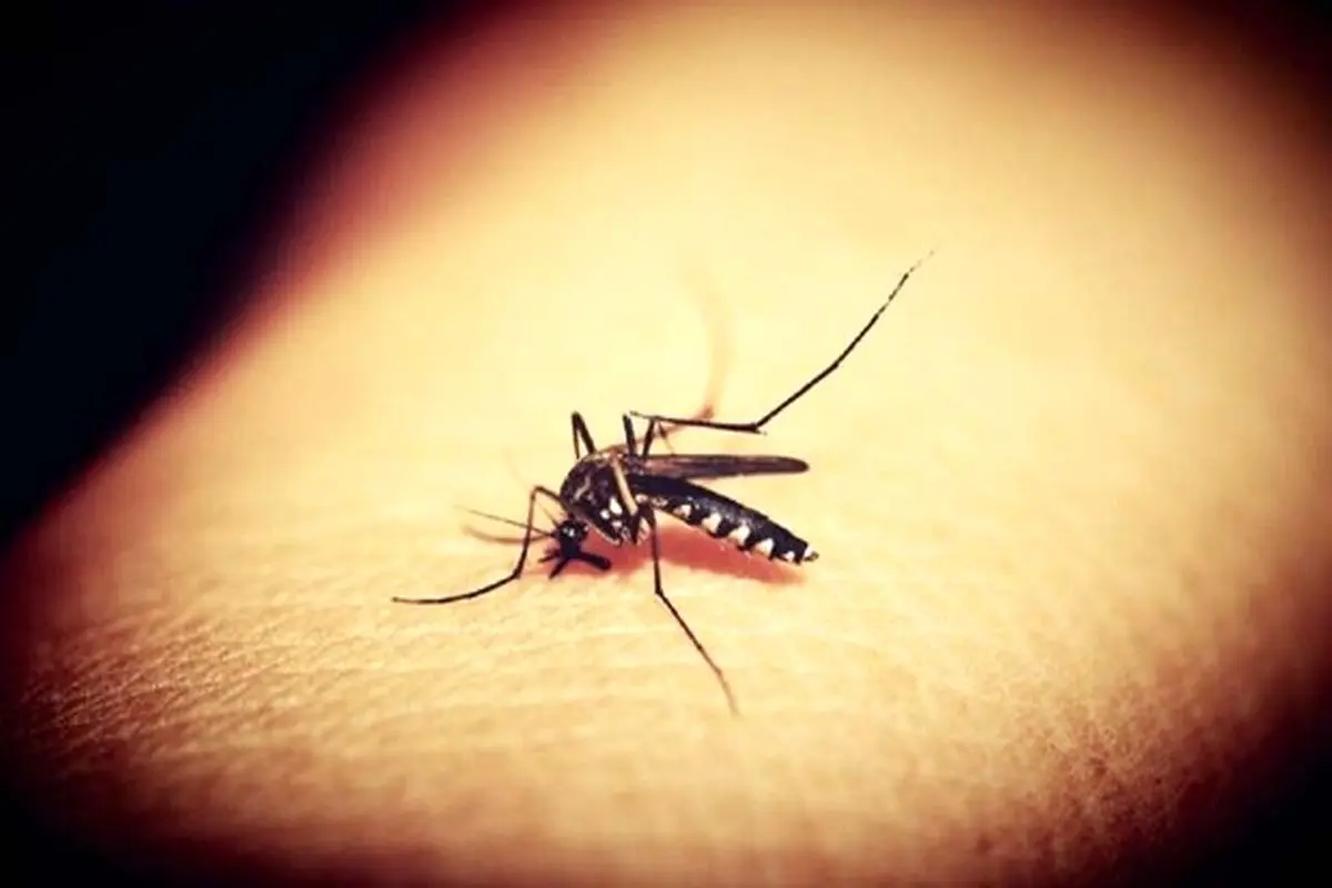 کشف نوعی آنتی بادی مخفی که دشمن مالاریاست