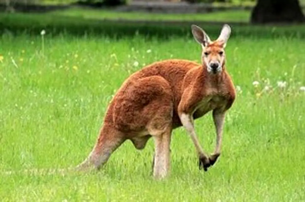 لحظه آشتی کردن دو کانگورو بعد از مبارزه جانانه و سخت! + فیلم