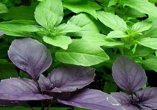 ریحان؛ از فواید درمانی تا هشدارهای مصرف

