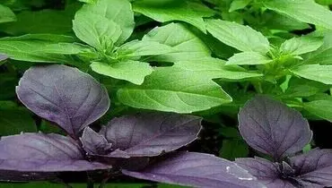 گیاهی مفید برای تقویت سیستم ایمنی بدن و کاهش درد