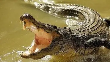 لحظه هولناک و پراسترس به دام انداختن تمساح مزاحم در فلوریدا+فیلم