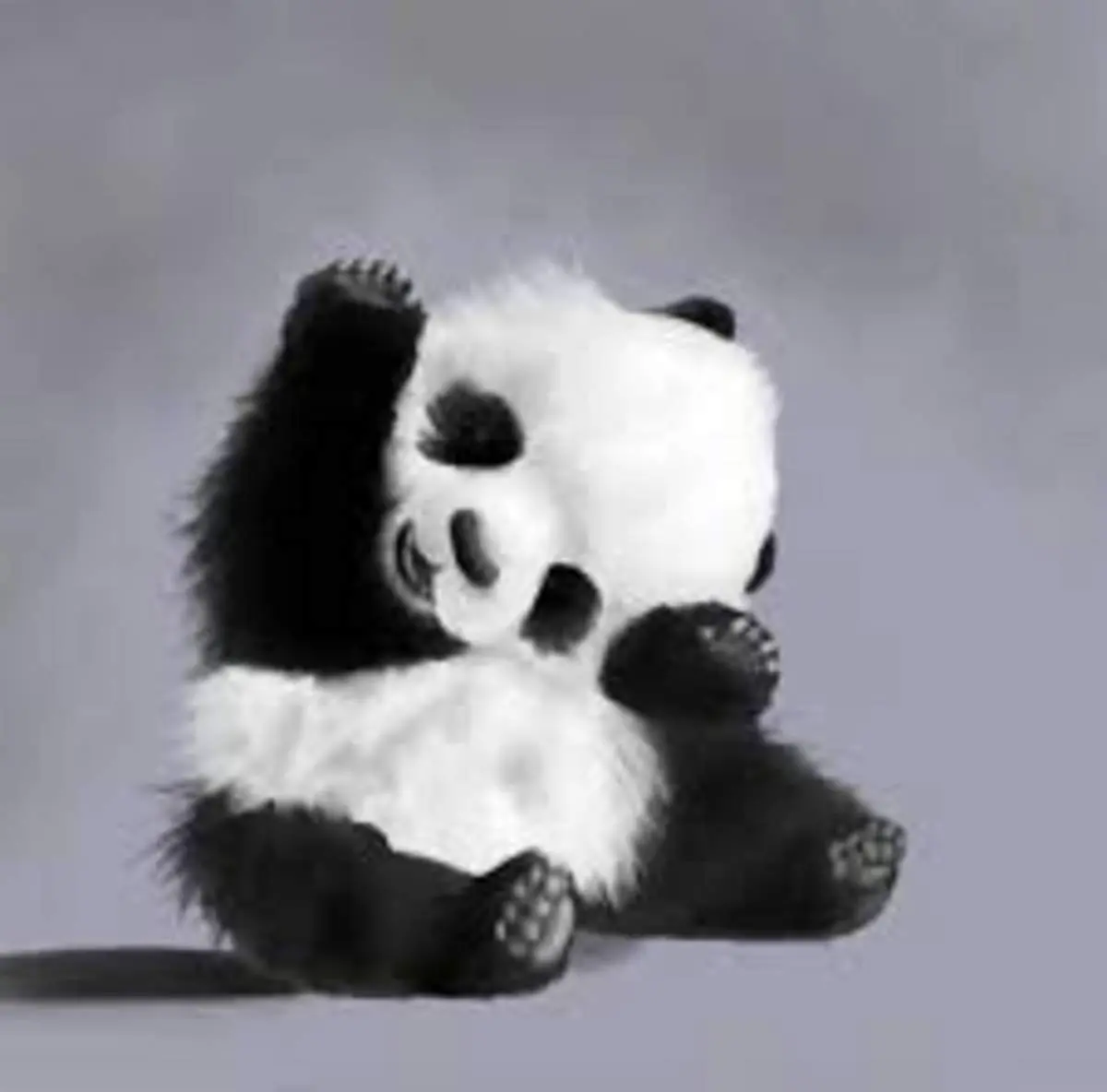 آب‌بازی خنده‌دار و بامزه خرس‌های پاندا+فیلم