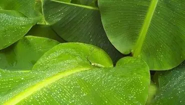 فواید غیرمنتظره برگ موز