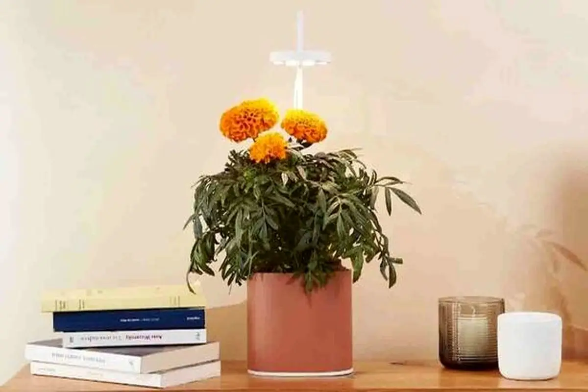گلدان هوشمند برای پرورش گیاهان آپارتمانی