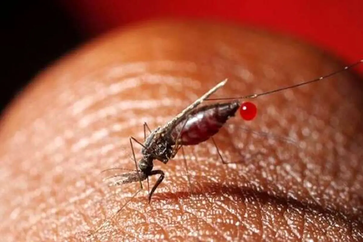 بیماری‌هایی که از پشه به انسان منتقل می‌شود