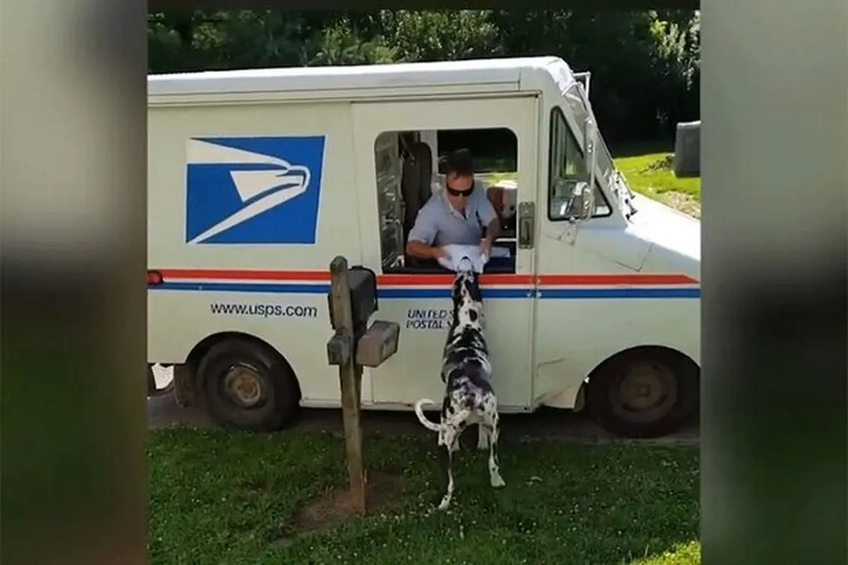 ماجرای عجیب یک سگ با پیشنهاد کار از اداره پست آمریکا! + فیلم