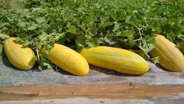 چه کسانی نباید خربزه بخورند؟