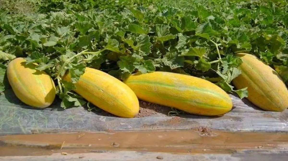 چه کسانی نباید خربزه بخورند؟