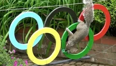 رقابت تماشایی سنجاب‌ها در المپیک توکیو ۲۰۲۰ + فیلم