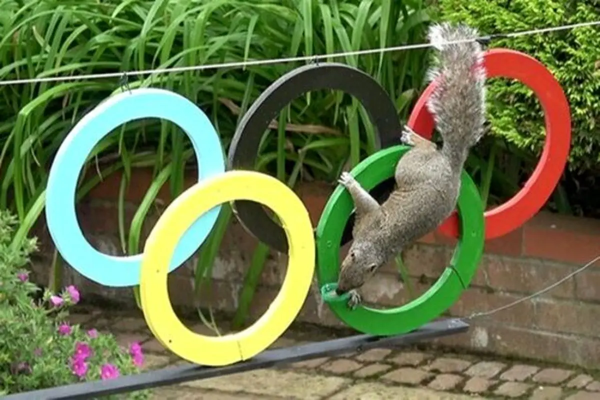 رقابت تماشایی سنجاب‌ها در المپیک توکیو ۲۰۲۰ + فیلم
