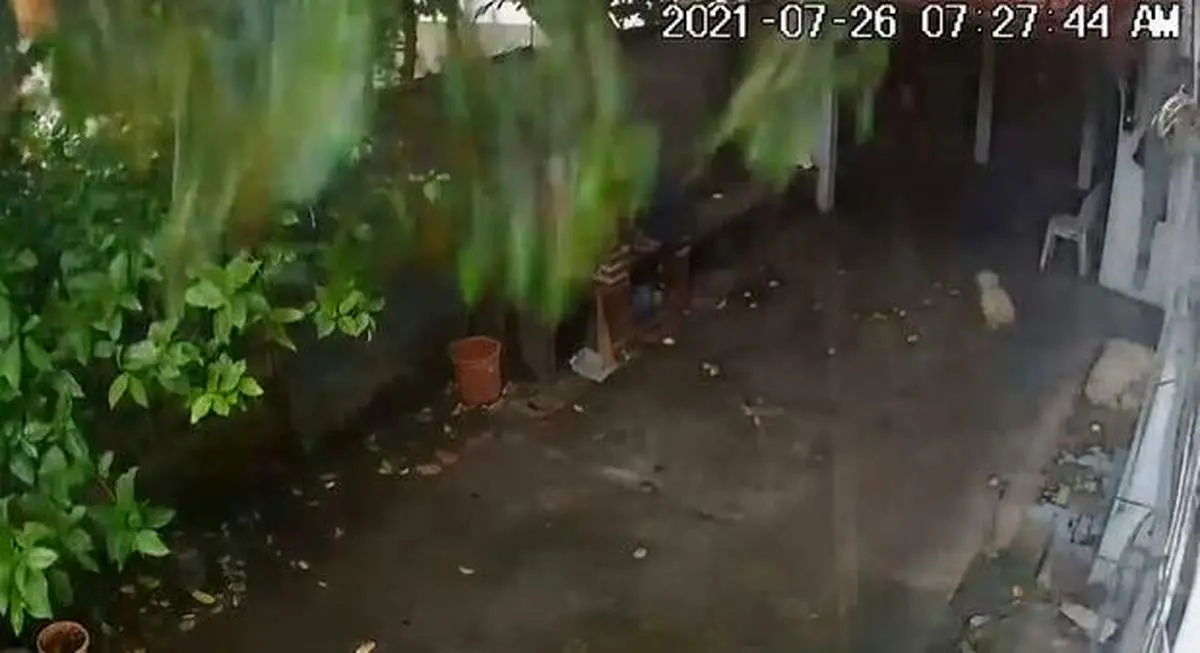 قدرت خارق العاده سگها در تشخیص بموقع حوادث+فیلم