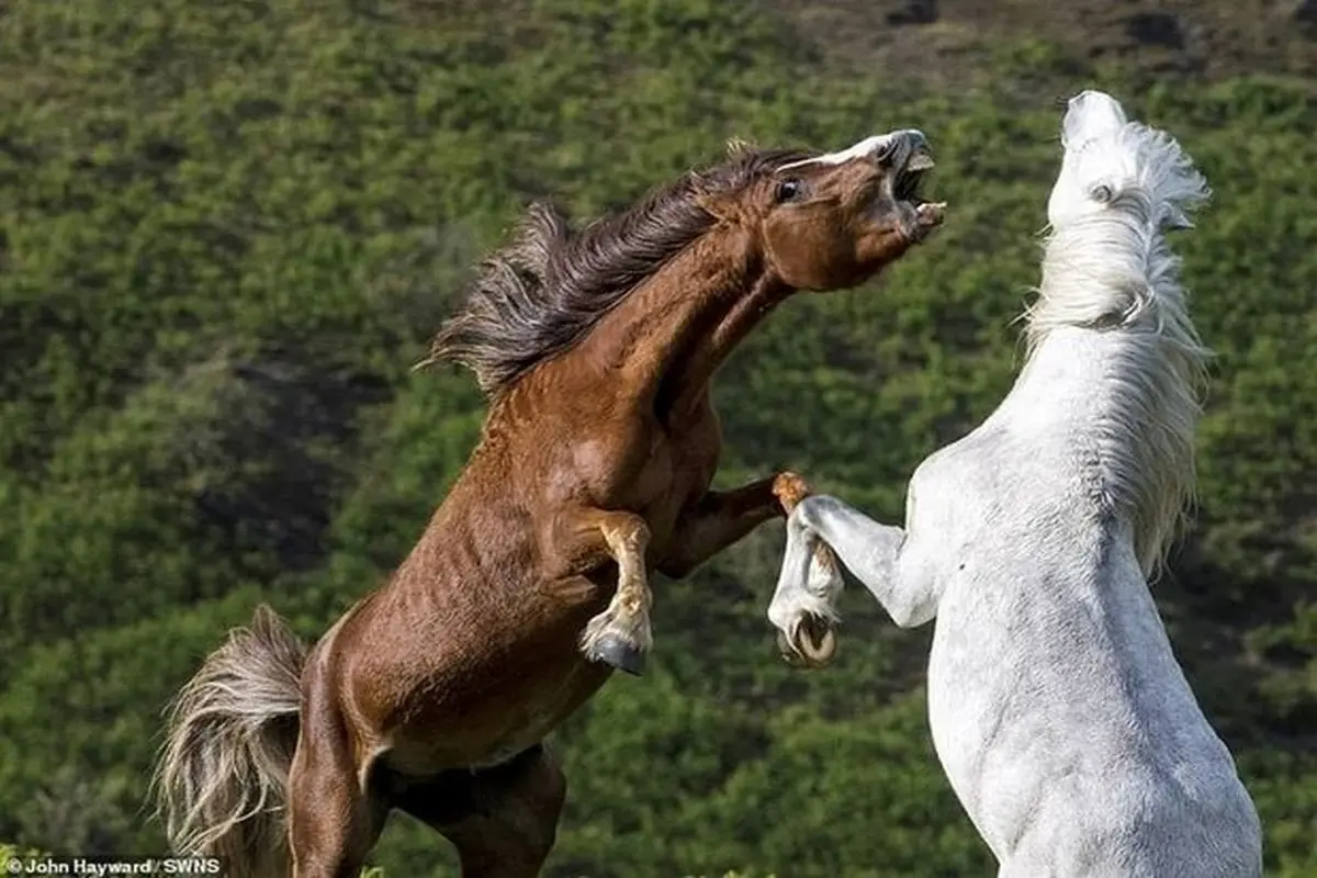 جنگ و درگیری دو اسب‌ برای به دست آوردن عشق خود! + فیلم