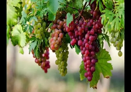 آیا انگور چاق کننده است؟