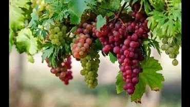 ۸ مزیت انگور برای سلامتی بدن