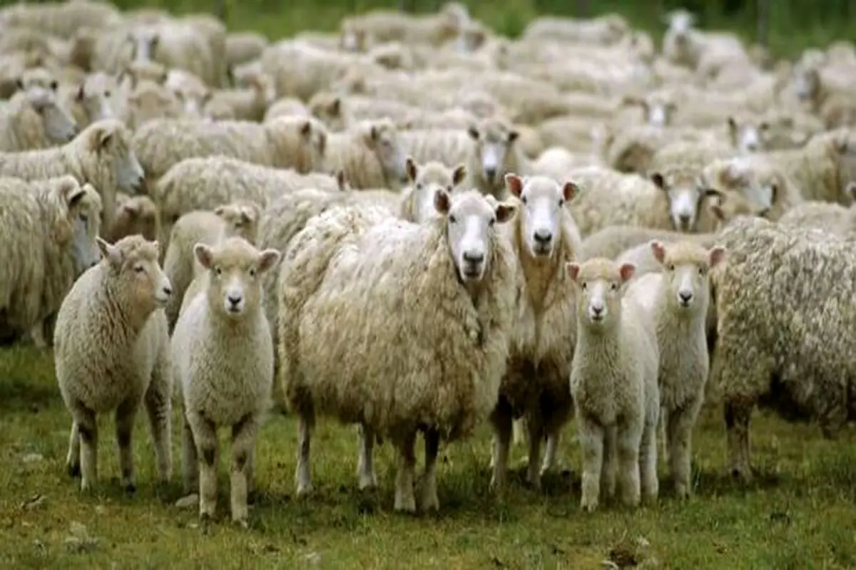 همکاری گله گوسفندان کشاورز استرالیایی برای ارسال پیام تسلیت ویژه + فیلم