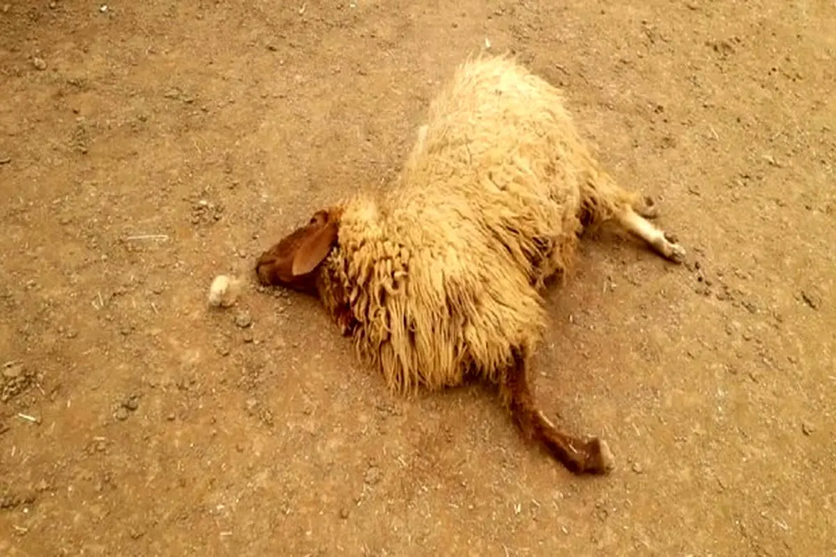 تلف شدن ۵۵ راس گوسفند در نیشابور به علت نوشیدن آب آلوده