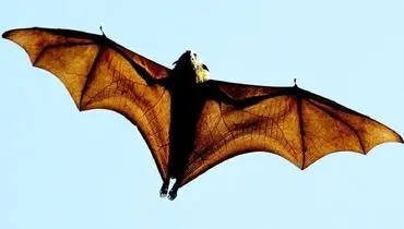 خفاش‌های عامل کرونا، اکسیر زندگی را به ما می‌دهند؟