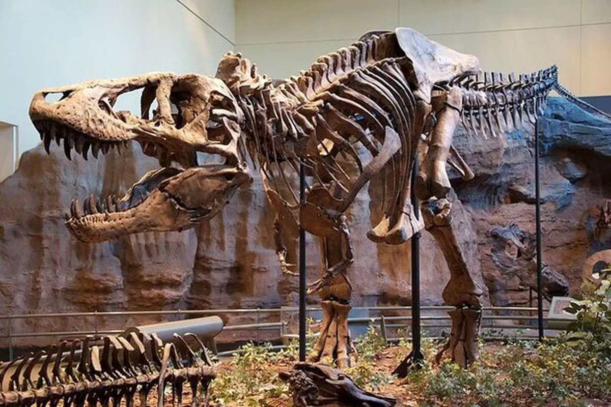 حراج اسکلت دایناسور ۶۶ میلیون ساله در پاریس + فیلم